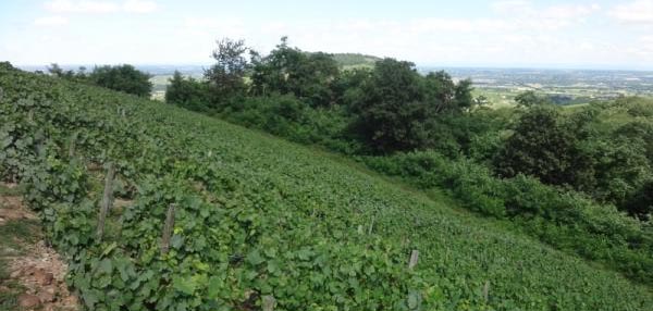 Domaine Georges Descombes Domaine Georges Descombes