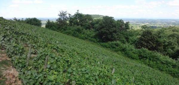 Domaine Georges Descombes