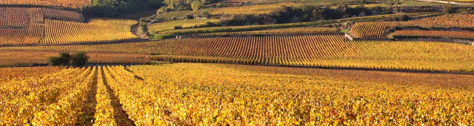 Domaine Loïs Dufouleur Domaine Loïs Dufouleur