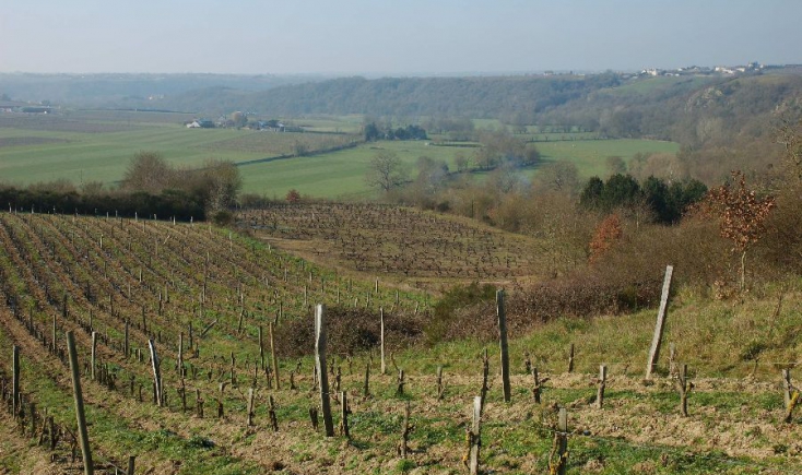 Domaine Patrick Baudouin Domaine Patrick Baudouin