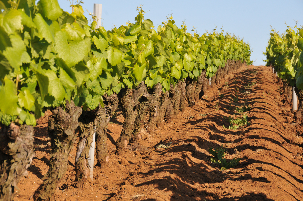 Domaine Pierre Luneau-Papin