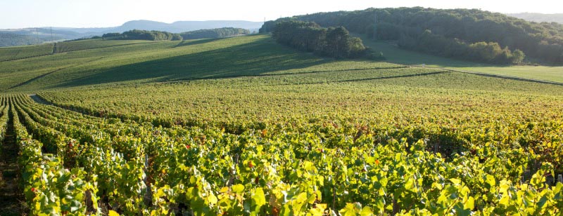 Domaine Chanzy Domaine Chanzy