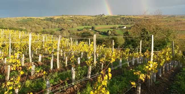 Domaine du Clos de l'Élu Domaine du Clos de l'Élu