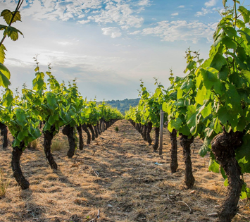 Le Beaujolais