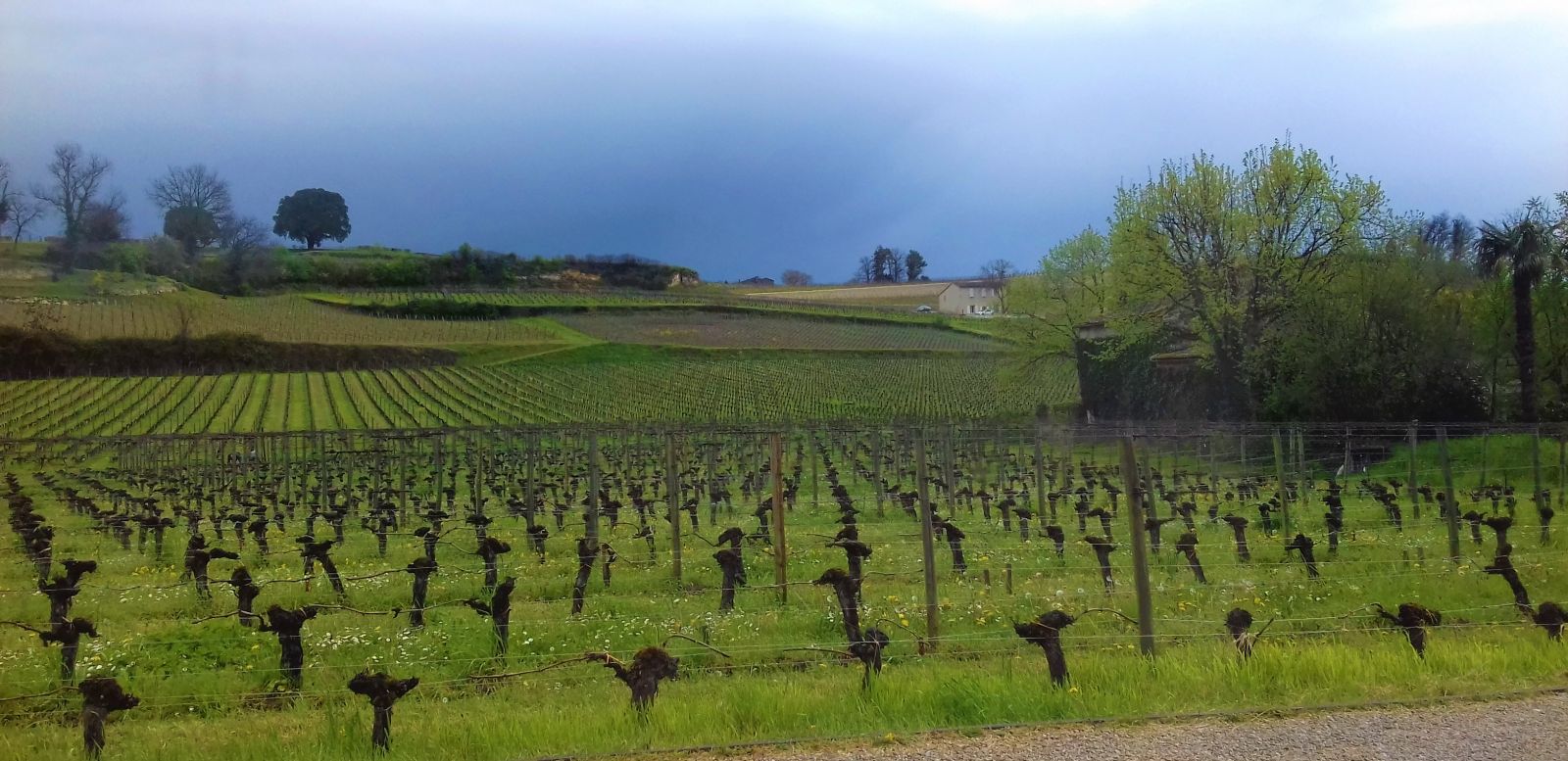 Vignoble Rive Droite